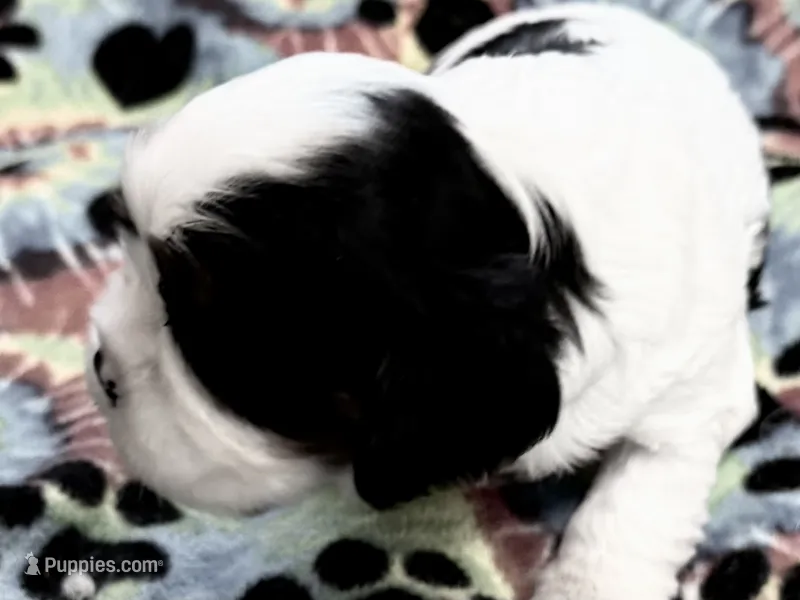 Ash – Cavalier King Charles Spaniel puppy for sale in Springboro, OH