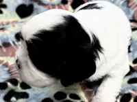 Ash, a male Cavalier King Charles Spaniel for sale in Springboro, OH – 1 of 10