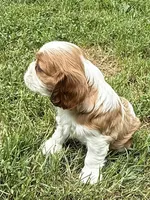 Cedar, a male Cavalier King Charles Spaniel for sale in Springboro, OH – 2 of 9