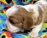 Cedar, a male Cavalier King Charles Spaniel for sale in Springboro, OH – 8 of 10