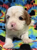 Maple, a female Cavalier King Charles Spaniel for sale in Springboro, OH – 6 of 10