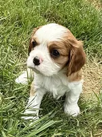 Cedar, a male Cavalier King Charles Spaniel for sale in Springboro, OH – 3 of 9