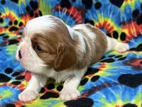Cedar, a male Cavalier King Charles Spaniel for sale in Springboro, OH – 3 of 10