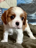 Cedar, a male Cavalier King Charles Spaniel for sale in Springboro, OH – 6 of 9