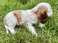 Maple, a female Cavalier King Charles Spaniel for sale in Springboro, OH – 2 of 10
