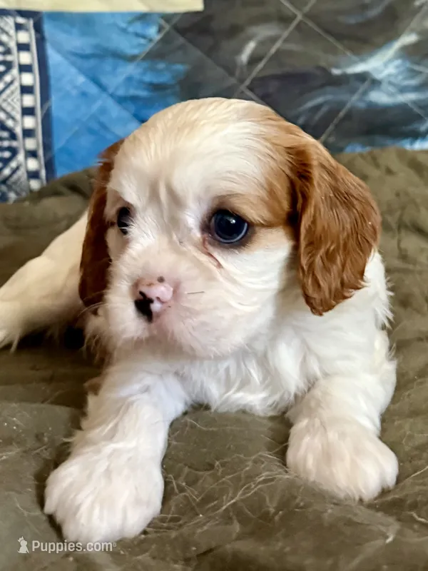 Maple – Cavalier King Charles Spaniel puppy for sale in Springboro, OH