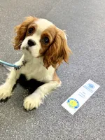 Cedar, a male Cavalier King Charles Spaniel for sale in Springboro, OH – 5 of 10