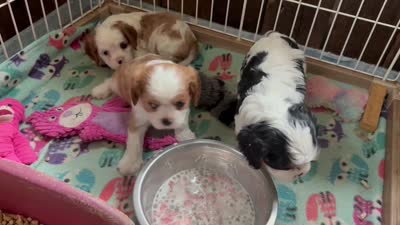 Maple, a female Cavalier King Charles Spaniel for sale in Springboro, OH – 10 of 10
