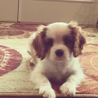 Cedar, a male Cavalier King Charles Spaniel for sale in Springboro, OH – 10 of 10