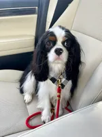 Ash, a male Cavalier King Charles Spaniel for sale in Springboro, OH – 9 of 10