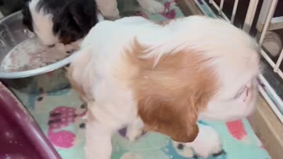 Cedar, a male Cavalier King Charles Spaniel for sale in Springboro, OH – 7 of 9
