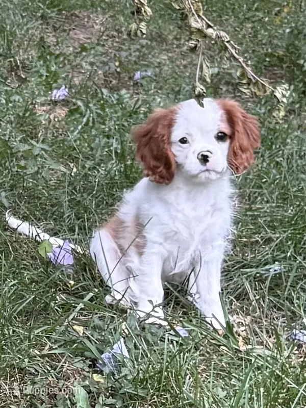 Maple – Cavalier King Charles Spaniel puppy for sale in Springboro, OH