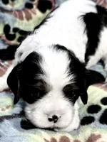 Ash, a male Cavalier King Charles Spaniel for sale in Springboro, OH – 3 of 10