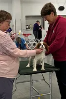 Ash, a male Cavalier King Charles Spaniel for sale in Springboro, OH – 2 of 10