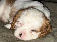 Maple, a female Cavalier King Charles Spaniel for sale in Springboro, OH – 5 of 10