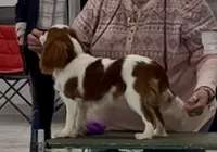Maple, a female Cavalier King Charles Spaniel for sale in Springboro, OH – 8 of 10