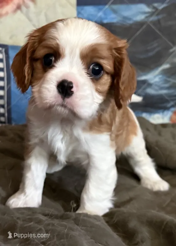 Cedar – Cavalier King Charles Spaniel puppy for sale in Springboro, OH