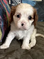 Maple, a female Cavalier King Charles Spaniel for sale in Springboro, OH – 4 of 10