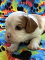 Maple, a female Cavalier King Charles Spaniel for sale in Springboro, OH – 4 of 10