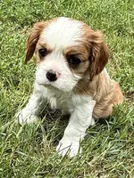 Cedar, a male Cavalier King Charles Spaniel for sale in Springboro, OH – 4 of 9