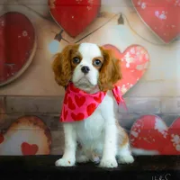 Cedar, a male Cavalier King Charles Spaniel for sale in Springboro, OH – 6 of 10