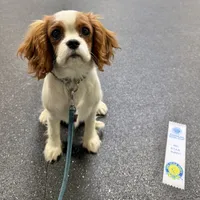Ash, a male Cavalier King Charles Spaniel for sale in Springboro, OH – 5 of 10