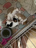 Cedar, a male Cavalier King Charles Spaniel for sale in Springboro, OH – 9 of 10