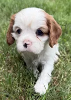 Maple, a female Cavalier King Charles Spaniel for sale in Springboro, OH – 3 of 10