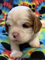 Maple, a female Cavalier King Charles Spaniel for sale in Springboro, OH – 3 of 10
