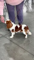 Ash, a male Cavalier King Charles Spaniel for sale in Springboro, OH – 4 of 10