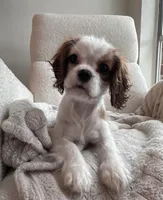 Maple, a female Cavalier King Charles Spaniel for sale in Springboro, OH – 9 of 10
