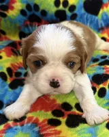 Cedar, a male Cavalier King Charles Spaniel for sale in Springboro, OH – 8 of 9