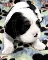 Ash, a male Cavalier King Charles Spaniel for sale in Springboro, OH – 8 of 10