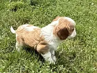Cedar, a male Cavalier King Charles Spaniel for sale in Springboro, OH – 5 of 9