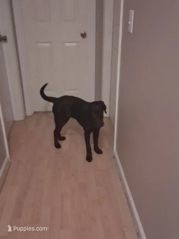 Buddy – Labrador Retriever puppy for sale in Greer, SC