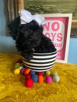 Snooks, a female Yorkipoo for sale in Unionville, MO – 2 of 2