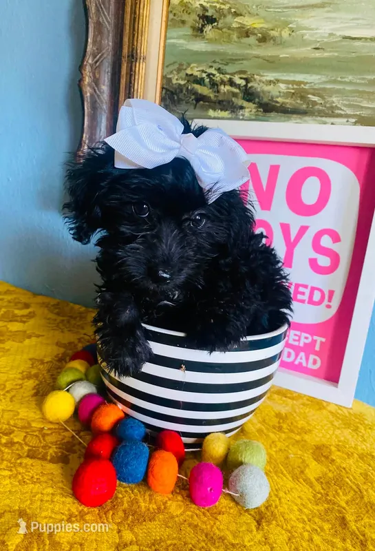 Snooks – Yorkipoo puppy for sale in Unionville, MO