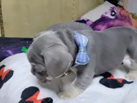 Claude, a male French Bulldog for sale in Grand Terrace, CA – 4 of 10