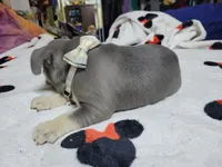 Fern, a male French Bulldog for sale in Grand Terrace, CA – 5 of 10