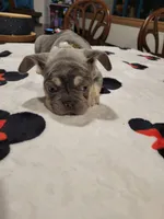 Gale, a female French Bulldog for sale in Grand Terrace, CA – 4 of 9