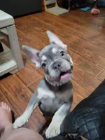 Gale, a female French Bulldog for sale in Grand Terrace, CA – 9 of 10