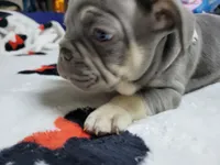 Fern, a male French Bulldog for sale in Grand Terrace, CA – 2 of 10