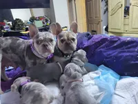 Fern, a male French Bulldog for sale in Grand Terrace, CA – 8 of 10