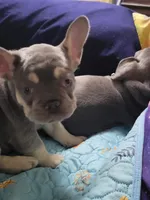 Gale, a female French Bulldog for sale in Grand Terrace, CA – 5 of 10