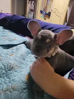 Gale, a female French Bulldog for sale in Grand Terrace, CA – 7 of 10