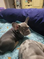 Fern, a male French Bulldog for sale in Grand Terrace, CA – 8 of 10
