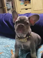 Fern, a male French Bulldog for sale in Grand Terrace, CA – 5 of 10