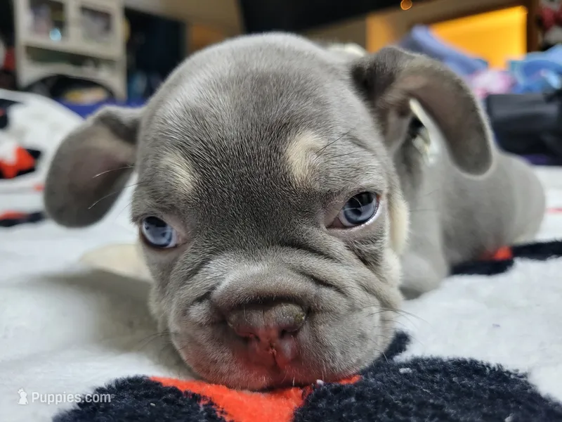 Fern – French Bulldog puppy for sale in Grand Terrace, CA
