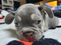 Fern, a male French Bulldog for sale in Grand Terrace, CA – 1 of 10