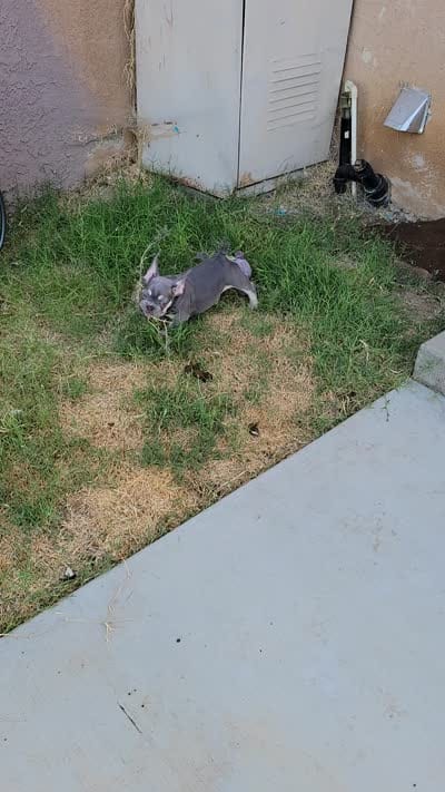 Claude, a male French Bulldog for sale in Grand Terrace, CA – 10 of 10